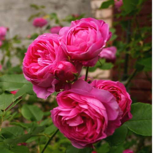 Роза парково-кустовая Луис Одьер (Louise Odier) Роза парково-кустовая Луис Одьер (Louise Odier)