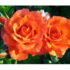 Роза спрей Алегрия (Alegria)