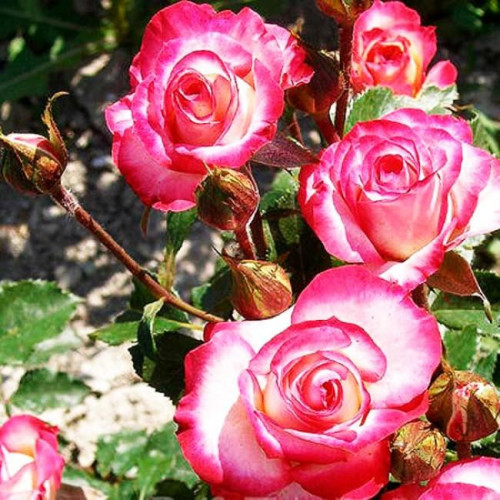 Роза спрей Арифа Роза спрей Арифа