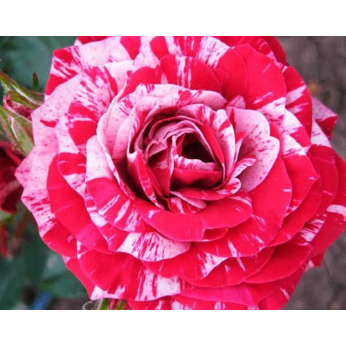 Роза спрей Ароу Фолиес Роза спрей Ароу Фолиес