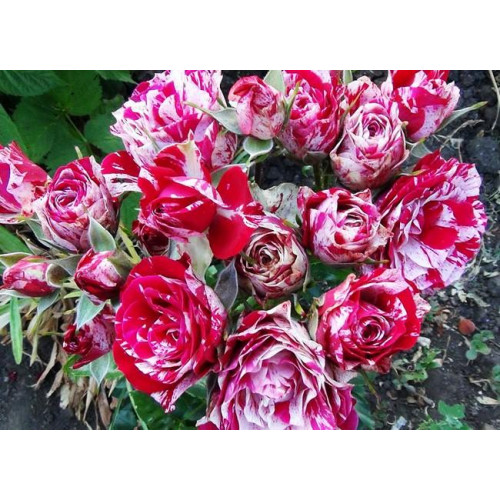 Роза спрей Ароу Фолиес Роза спрей Ароу Фолиес