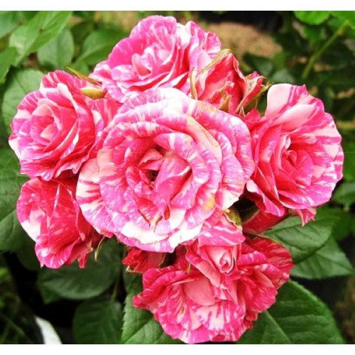 Роза патио и спрей Пинк Флеш (Pink Flash) Роза патио и спрей Пинк Флеш (Pink Flash)