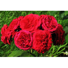 Роза патио и спрей Ред Сенсейшн (Red Sensation)