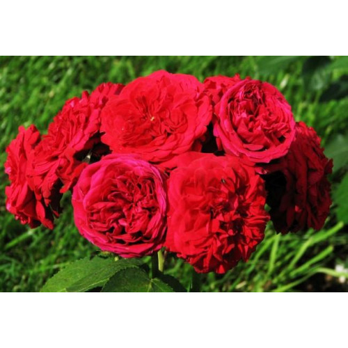 Роза патио и спрей Ред Сенсейшн (Red Sensation) Роза патио и спрей Ред Сенсейшн (Red Sensation)