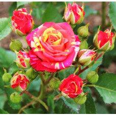 Роза спрей Фаер Флэш