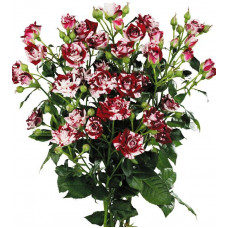 Роза спрей Флэш Найт