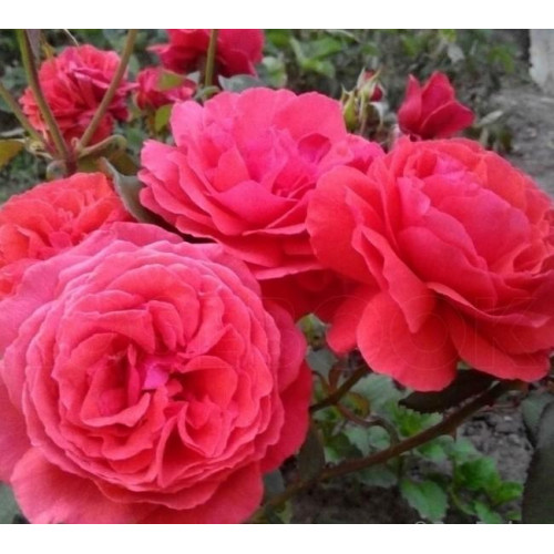 Роза чайно-гибридная Дуфтвольке Роза чайно-гибридная Дуфтвольке