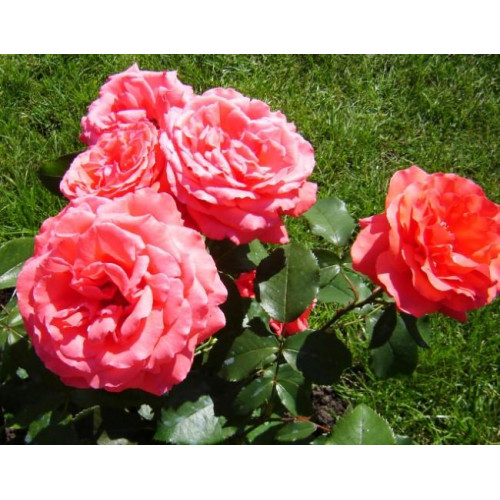 Роза чайно-гибридная Дуфтвольке Роза чайно-гибридная Дуфтвольке