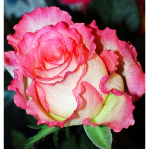 Роза чайно-гибридная Дуэт (Duett) Роза чайно-гибридная Дуэт (Duett)