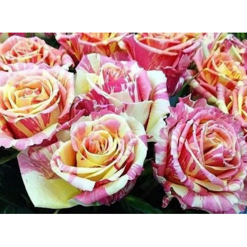 Роза чайно-гибридная Фиеста (Fiesta) Роза чайно-гибридная Фиеста (Fiesta)