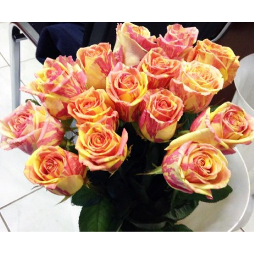 Роза чайно-гибридная Фиеста (Fiesta) Роза чайно-гибридная Фиеста (Fiesta)