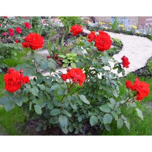 Роза флорибунда Ален (Alain) Роза флорибунда Ален (Alain)