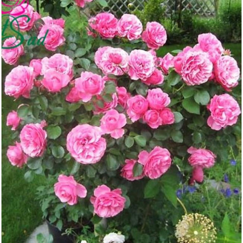 Роза флорибунда Леонардо да Винчи (Leonardo da Vinci) Роза флорибунда Леонардо да Винчи (Leonardo da Vinci)