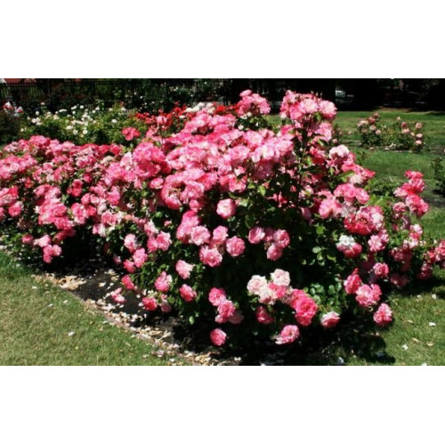 Роза флорибунда Николь Роза флорибунда Николь