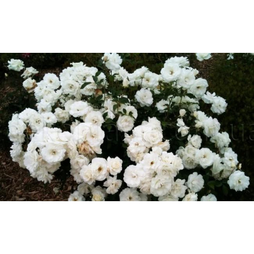 Роза почвопокровная Сноу Балет (Snow Ballet) Роза почвопокровная Сноу Балет (Snow Ballet)