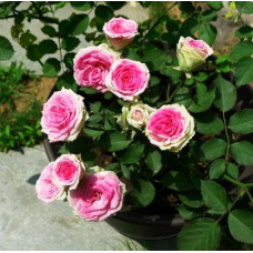 Роза патио и спрей Мими Эден (Mimi Eden)