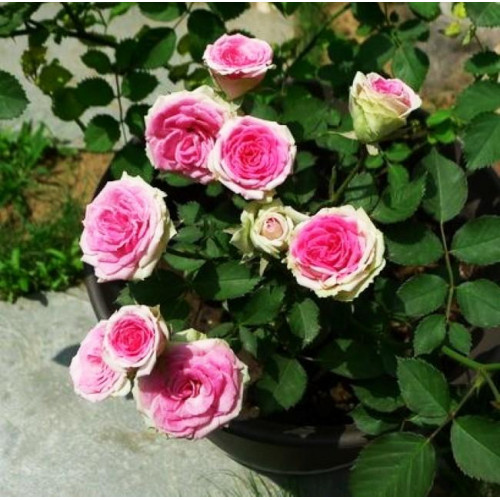 Роза патио и спрей Мими Эден (Mimi Eden) Роза патио и спрей Мими Эден (Mimi Eden)