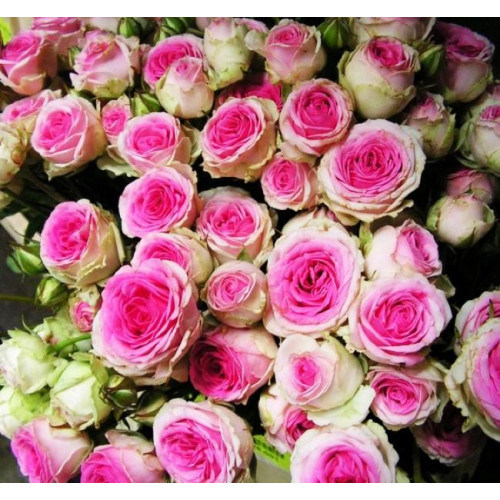 Роза патио и спрей Мими Эден (Mimi Eden) Роза патио и спрей Мими Эден (Mimi Eden)