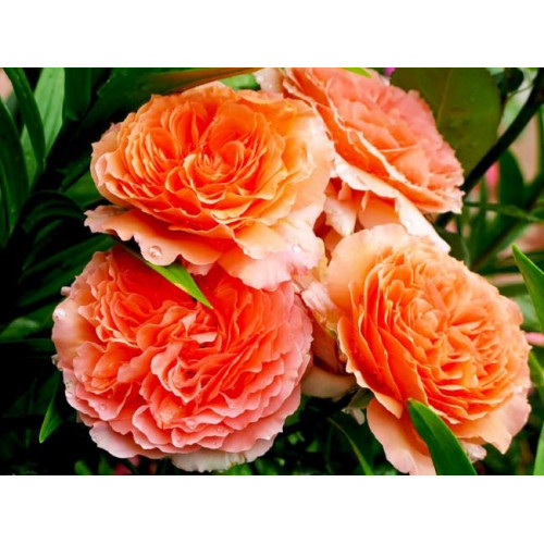 Роза шраб Бельведер (Belvedere) Роза шраб Бельведер (Belvedere)