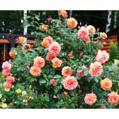 Роза шраб Бельведер (Belvedere) Роза шраб Бельведер (Belvedere)