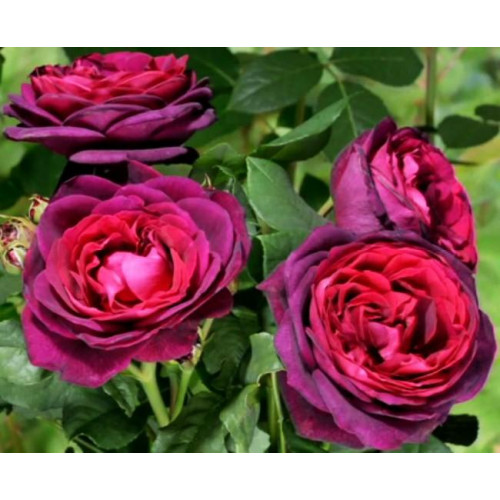 Роза шраб Графиня фон Харденберг (Astrid Grafin von Hardenberg) Роза шраб Графиня фон Харденберг (Astrid Grafin von Hardenberg)