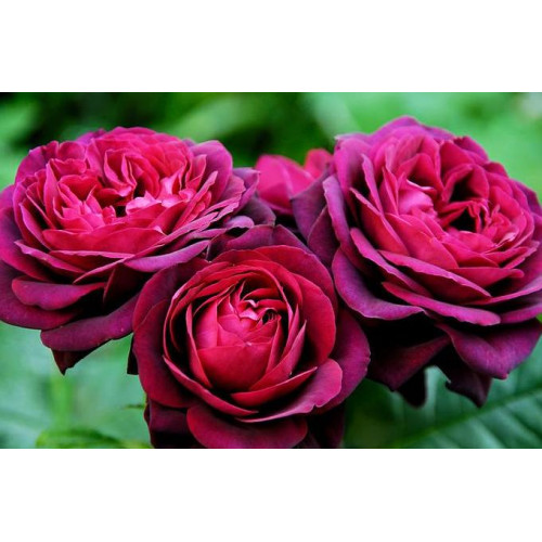 Роза шраб Графиня фон Харденберг (Astrid Grafin von Hardenberg) Роза шраб Графиня фон Харденберг (Astrid Grafin von Hardenberg)