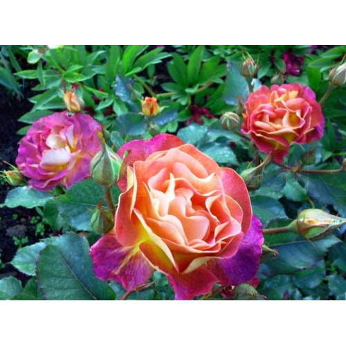 Роза шраб Приёр де Сан-Косм Роза шраб Приёр де Сан-Косм