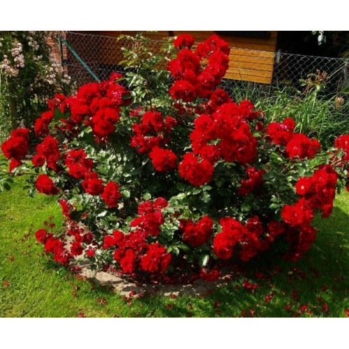 Роза шраб Ротер Корсар (Roter Korsar) Роза шраб Ротер Корсар (Roter Korsar)