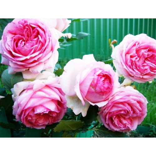 Роза шраб Фёрст леди (First Lady) Роза шраб Фёрст леди (First Lady)