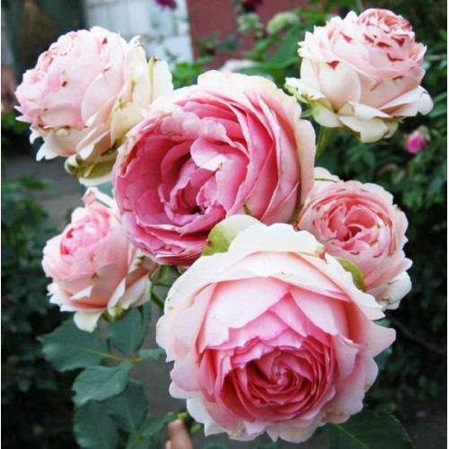 Роза шраб Фёрст леди (First Lady) Роза шраб Фёрст леди (First Lady)