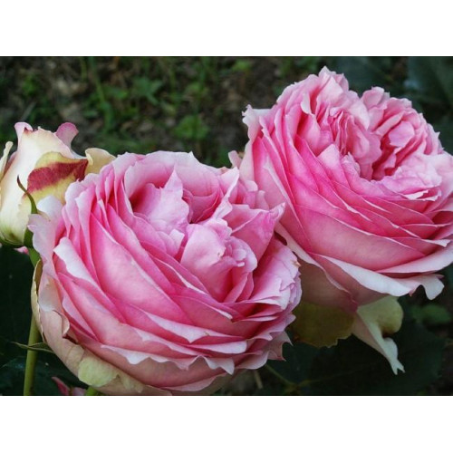 Роза шраб Фёрст леди (First Lady) Роза шраб Фёрст леди (First Lady)