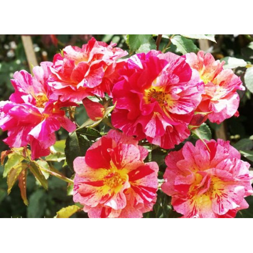 Роза шраб Эдгар Дега (Edgar Degas) Роза шраб Эдгар Дега (Edgar Degas)