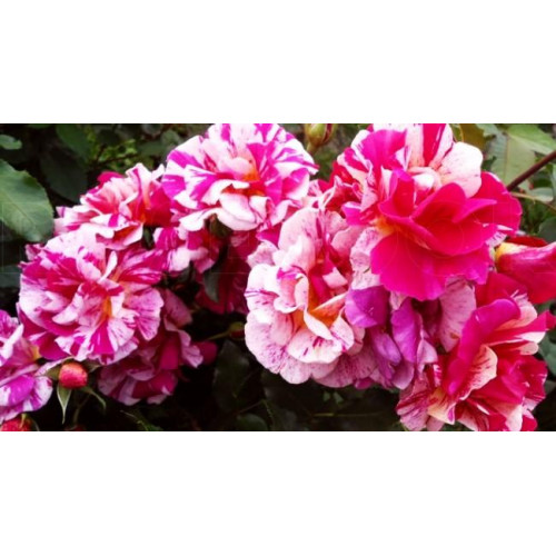 Роза шраб Эдгар Дега (Edgar Degas) Роза шраб Эдгар Дега (Edgar Degas)