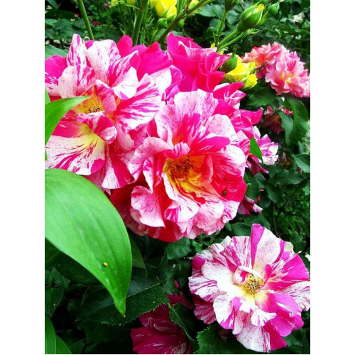 Роза шраб Эдгар Дега (Edgar Degas) Роза шраб Эдгар Дега (Edgar Degas)