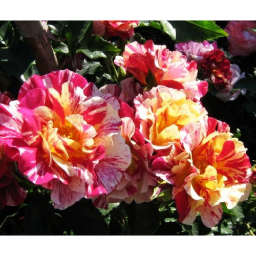 Роза шраб Эдгар Дега (Edgar Degas) Роза шраб Эдгар Дега (Edgar Degas)