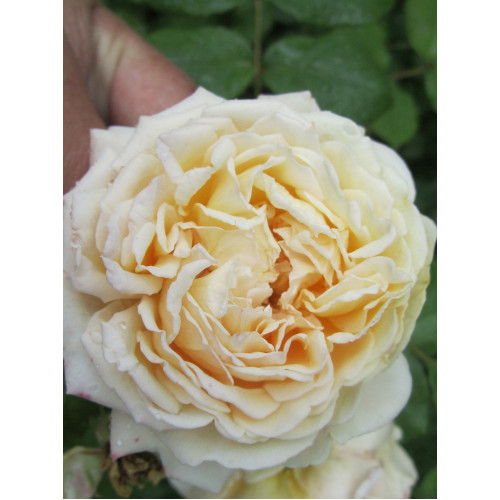 Роза канадская Crocus Rose Роза канадская Crocus Rose