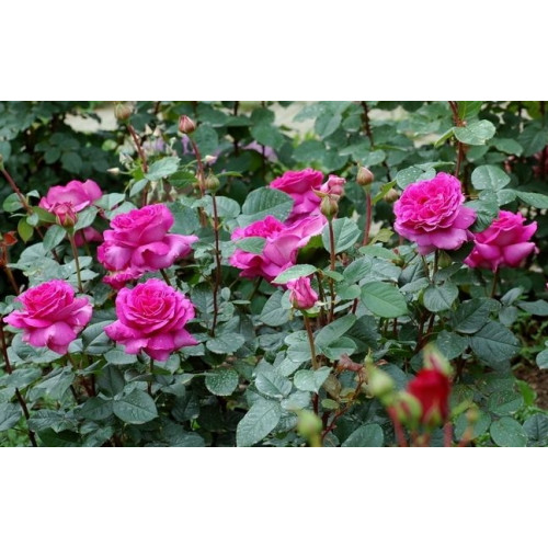 Роза чайно-гибридная Samantha Роза чайно-гибридная Samantha