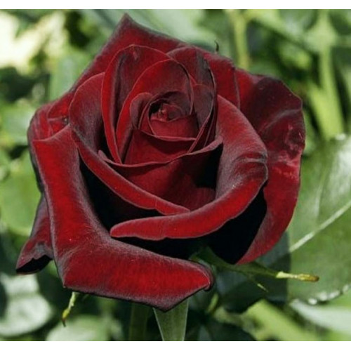 Роза чайно-гибридная Черная Магия (Black Magic) Роза чайно-гибридная Черная Магия (Black Magic)