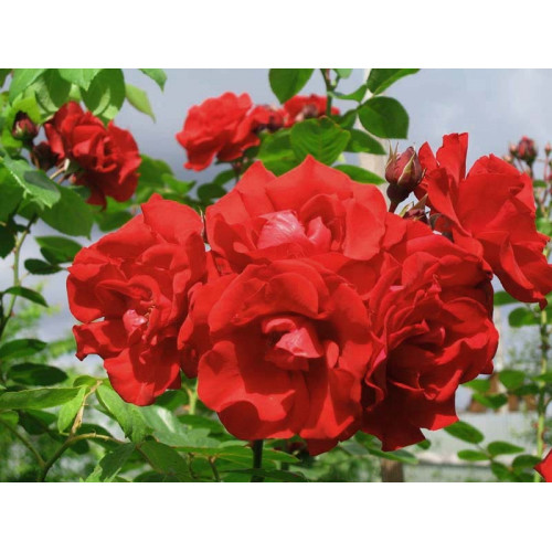 Роза плетистая Сантана (Santana) Роза плетистая Сантана (Santana)