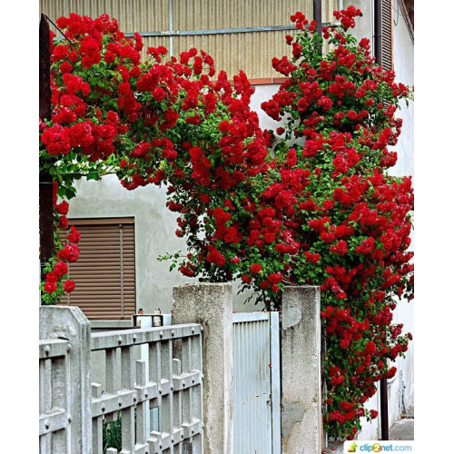 Роза плетистая Сантана (Santana) Роза плетистая Сантана (Santana)