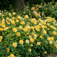 Роза кустовая Molineux (Мулинекс) (корнесобственная)