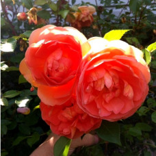 Роза кустовая Pat Austin (Пэт Остин) (корнесобственная)