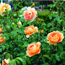 Роза кустовая Pat Austin (Пэт Остин) (корнесобственная)