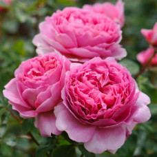 Роза кустовая Princess Alexandra of Kent (Принцесса Александра оф Кент) (корнесобственная)