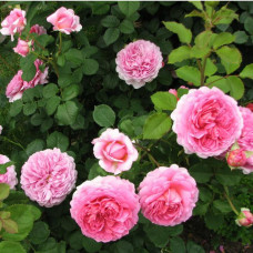 Роза кустовая Princess Alexandra of Kent (Принцесса Александра оф Кент) (корнесобственная)