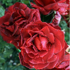 Роза кустовая Terracotta (Терракота) (корнесобственная)