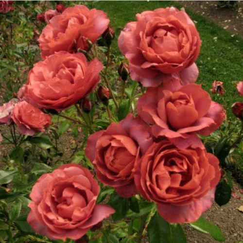 Роза кустовая Terracotta (Терракота) (корнесобственная) Роза кустовая Terracotta (Терракота) (корнесобственная)