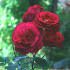 Роза кустовая Vino Rosso (Вино Россо) (корнесобственная)