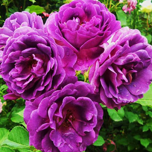 Роза флорибунда Минерва (Minerva) Роза флорибунда Минерва (Minerva)