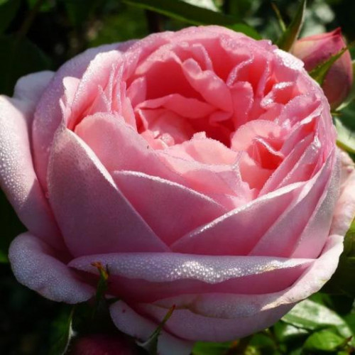 Роза чайно-гибридная Вояж (Voyage) Роза чайно-гибридная Вояж (Voyage)